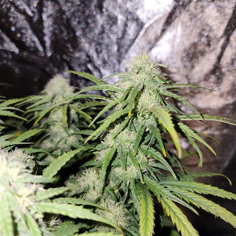 Yoko growlog timeline photo
