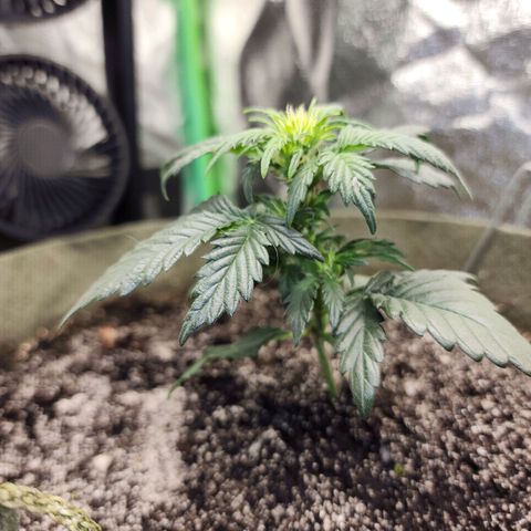 Marceline growlog timeline photo