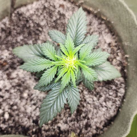 Marceline growlog timeline photo