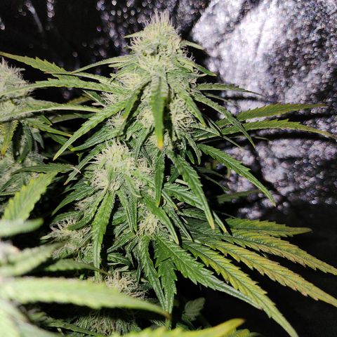 Yoko growlog photo: She won't stop!