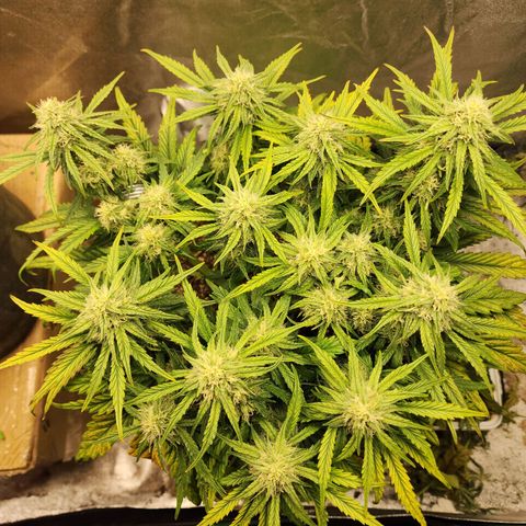 Yoko growlog photo: She won't stop!