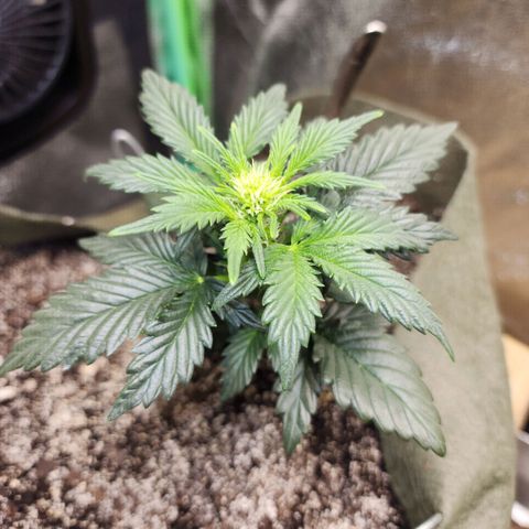 Marceline growlog timeline photo