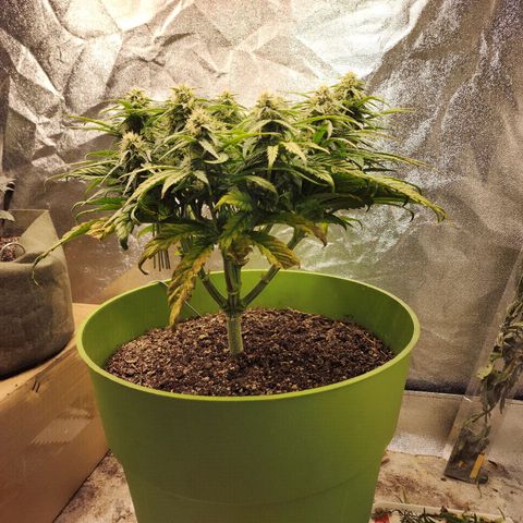 Yoko growlog photo: She won't stop!