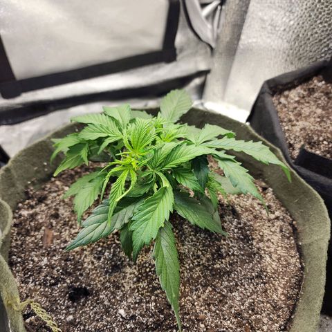Cassiopeia growlog timeline photo