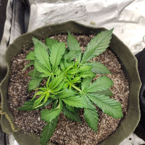 Cassiopeia growlog timeline photo
