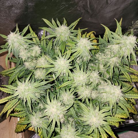 Yoko growlog timeline photo