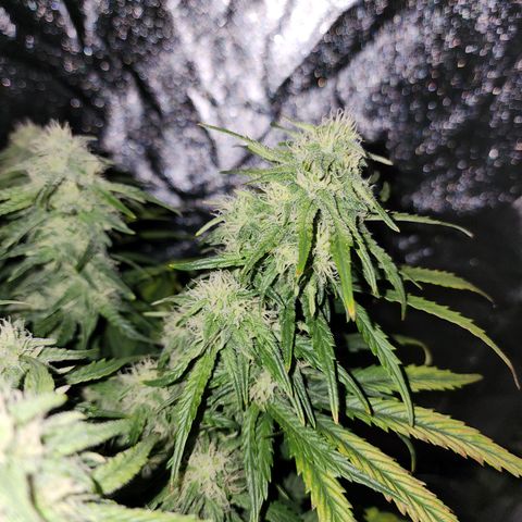 Yoko growlog timeline photo
