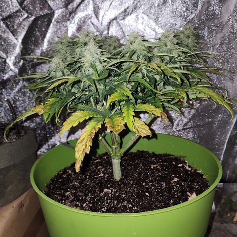 Yoko growlog timeline photo