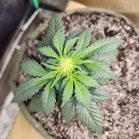 Marceline growlog timeline photo
