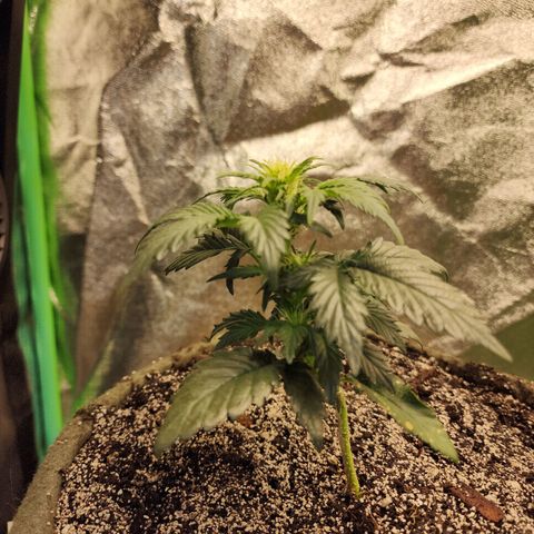 Marceline growlog timeline photo