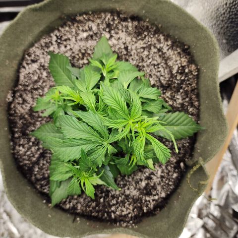 Cassiopeia growlog timeline photo