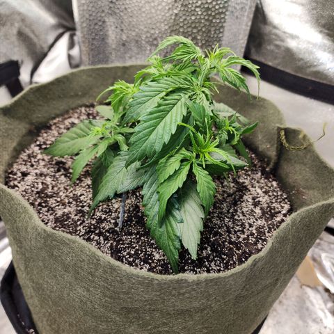 Cassiopeia growlog timeline photo