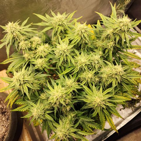 Yoko growlog photo: Tried to open up some space in the canopy. She's dping swell.