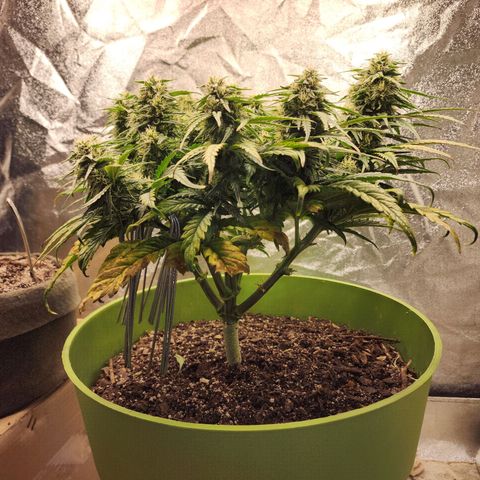 Yoko growlog photo: Tried to open up some space in the canopy. She's dping swell.