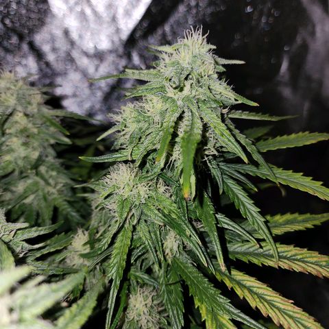 Yoko growlog photo: Tried to open up some space in the canopy. She's dping swell.