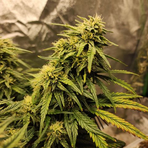 Yoko growlog timeline photo