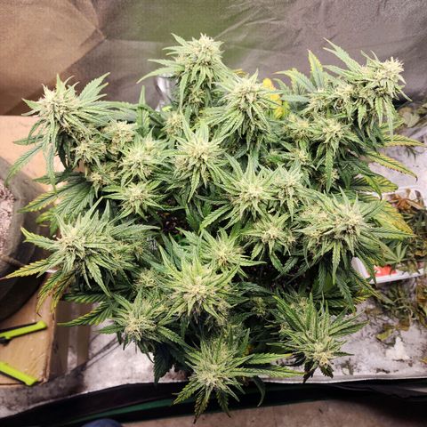 Yoko growlog timeline photo