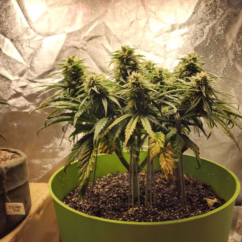 Yoko growlog timeline photo