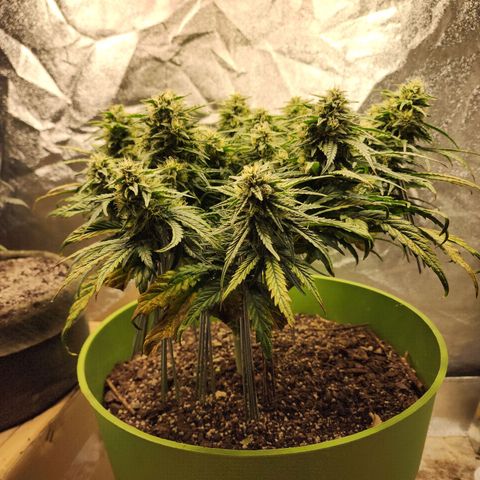 Yoko growlog timeline photo