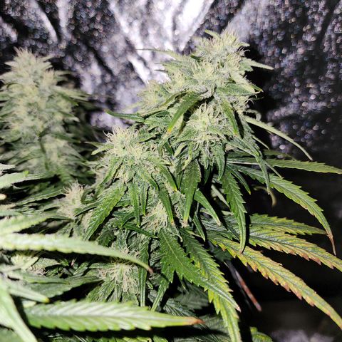 Yoko growlog timeline photo