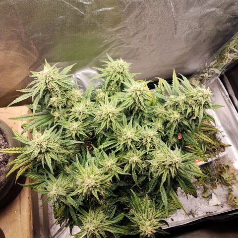 Yoko growlog timeline photo