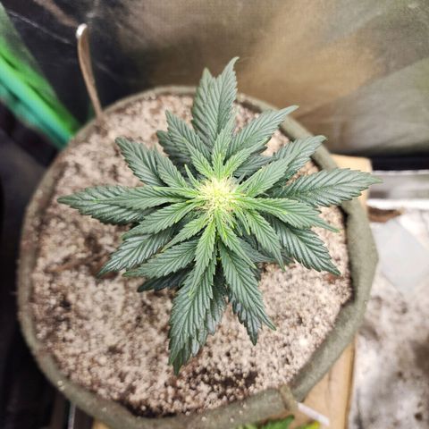 Marceline growlog timeline photo