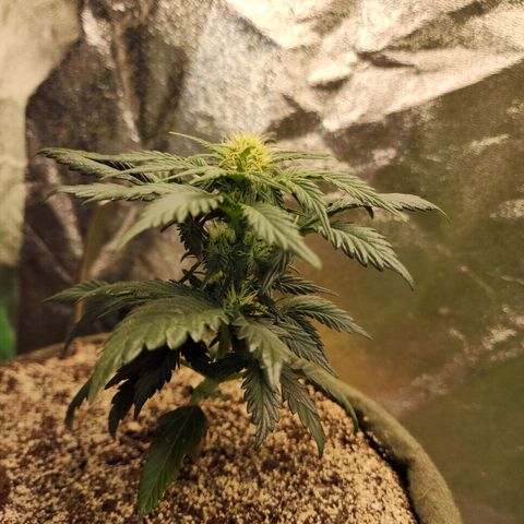 Marceline growlog timeline photo