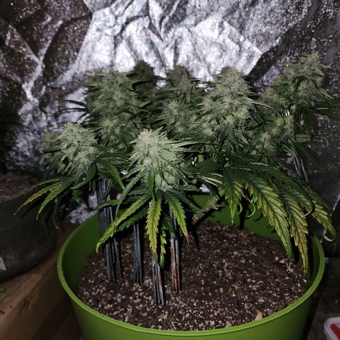 Yoko growlog timeline photo