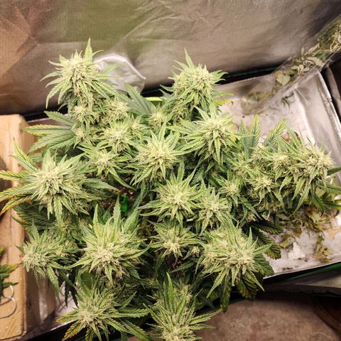 Yoko growlog timeline photo