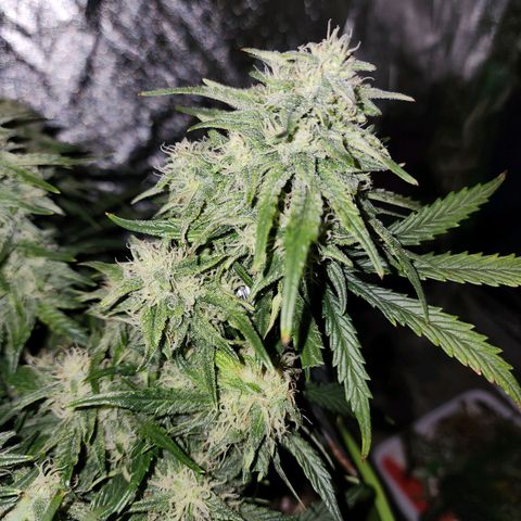 Yoko growlog timeline photo