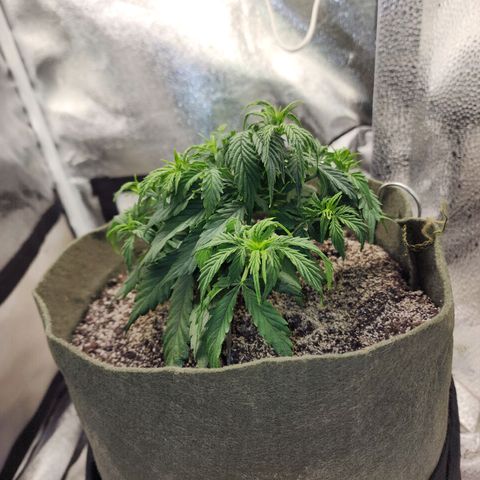 Cassiopeia growlog timeline photo