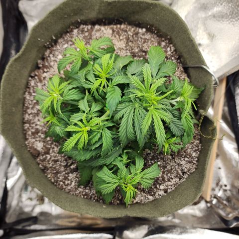 Cassiopeia growlog timeline photo