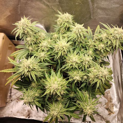 Yoko growlog timeline photo