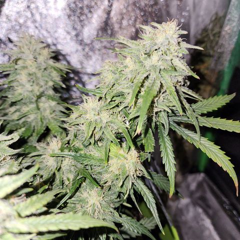 Yoko growlog timeline photo