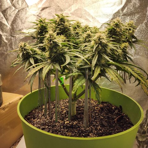 Yoko growlog timeline photo