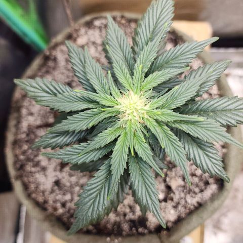 Marceline growlog timeline photo