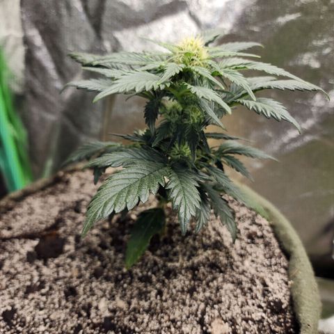 Marceline growlog timeline photo