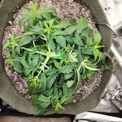 Cassiopeia growlog timeline photo