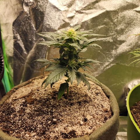 Marceline growlog timeline photo
