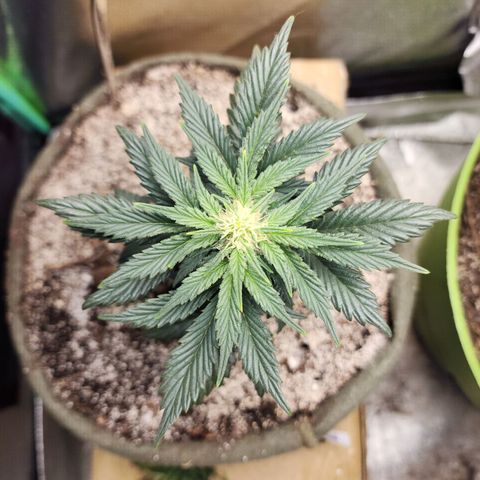 Marceline growlog timeline photo