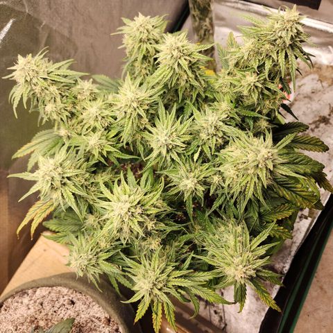 Yoko growlog timeline photo