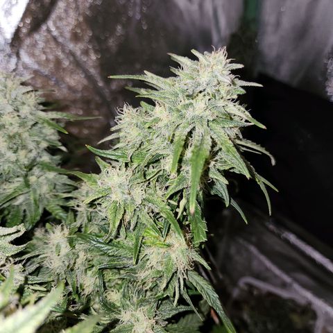 Yoko growlog timeline photo