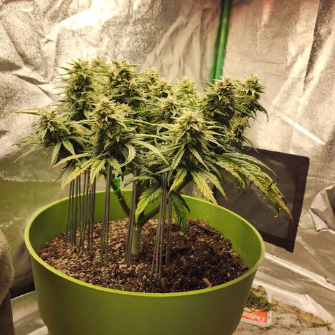 Yoko growlog timeline photo