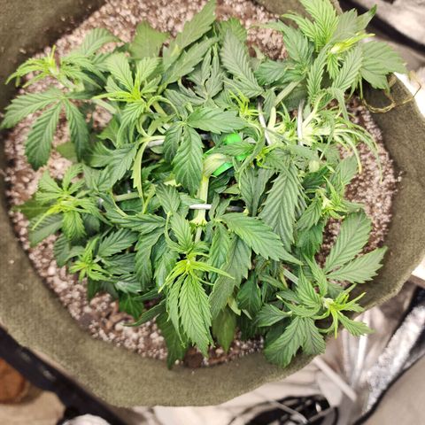 Cassiopeia growlog photo: She is a mess of growth!