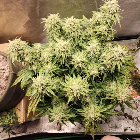 Yoko growlog timeline photo