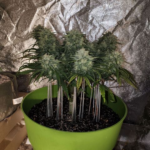 Yoko growlog timeline photo