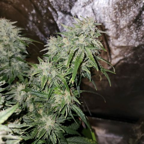 Yoko growlog timeline photo