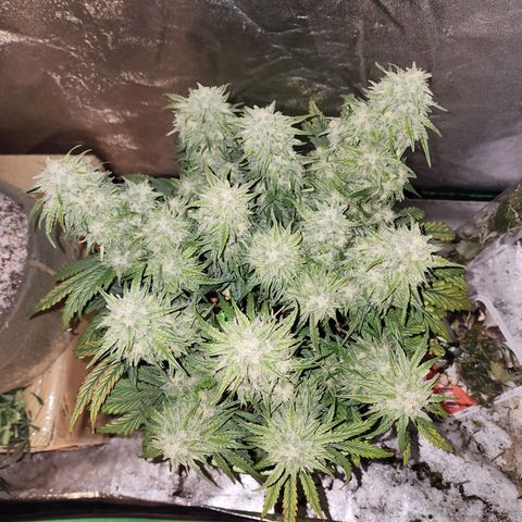 Yoko growlog timeline photo