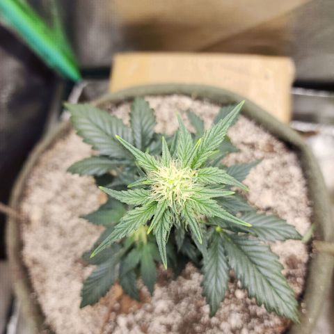 Marceline growlog timeline photo
