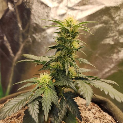 Marceline growlog timeline photo
